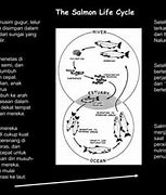 Tahapan Siklus Hidup Ikan Salmon